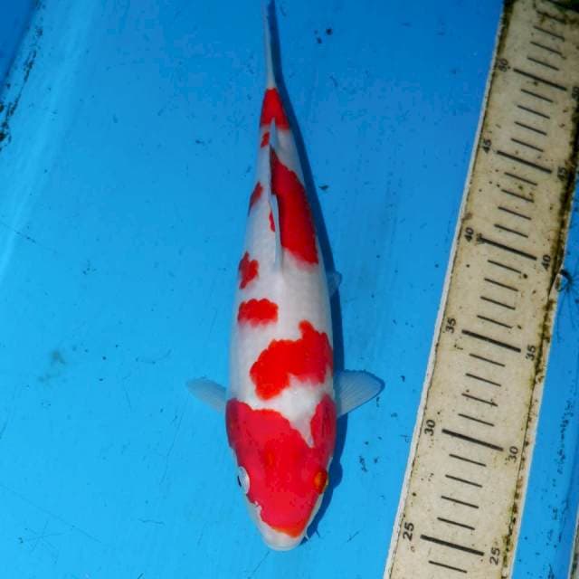 26CM KOHAKU SAKURA TOTOL TOTOL