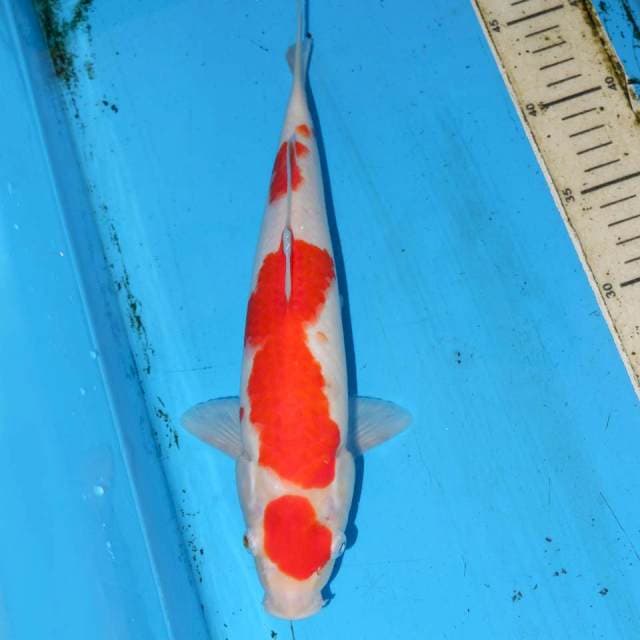40cm KOHAKU BAGUS