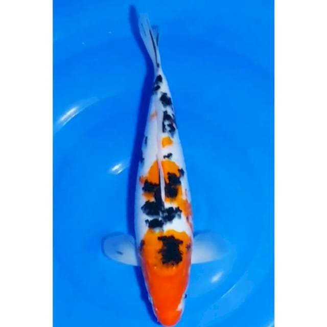 Bulky Sanke Calon Indukan 39cm (F)