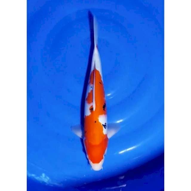 Inazuma Sanke Ori 39cm (F)