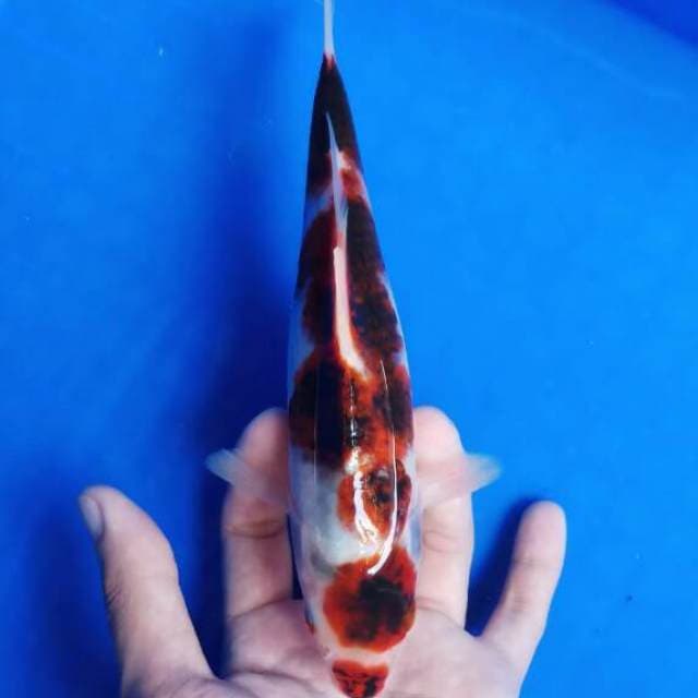 Koromo