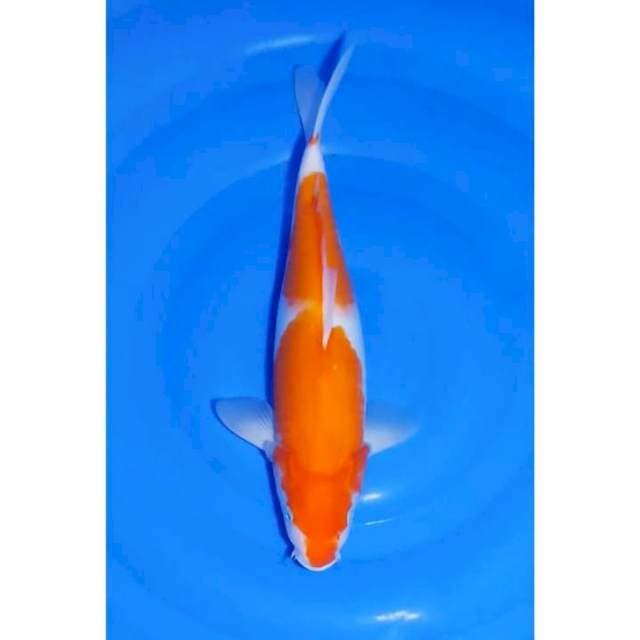 Bulky 2Step Kohaku Ori 36cm (F)