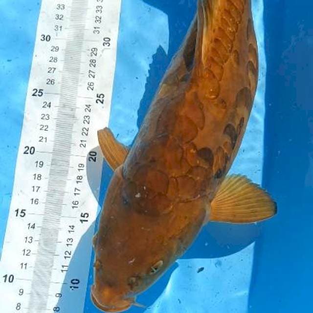 40cm sah no bu karamel langka