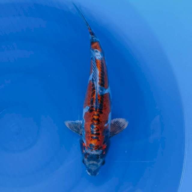 Beni kikuryu 38 cm