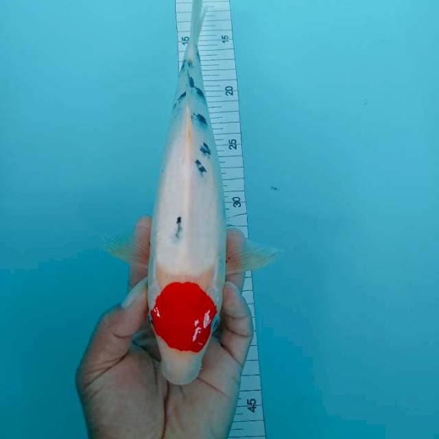 Tanco sanke 31 cm ori