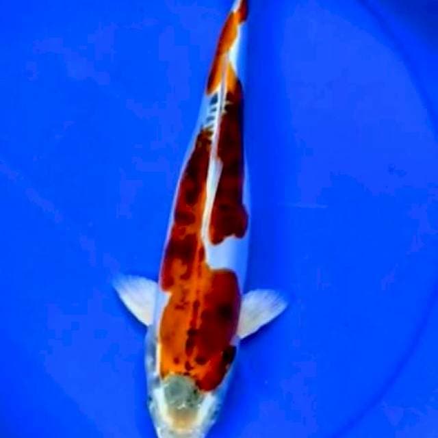 Kiko 33cm