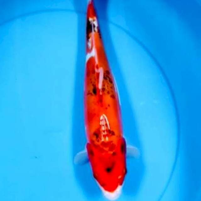 Kiko 34cm