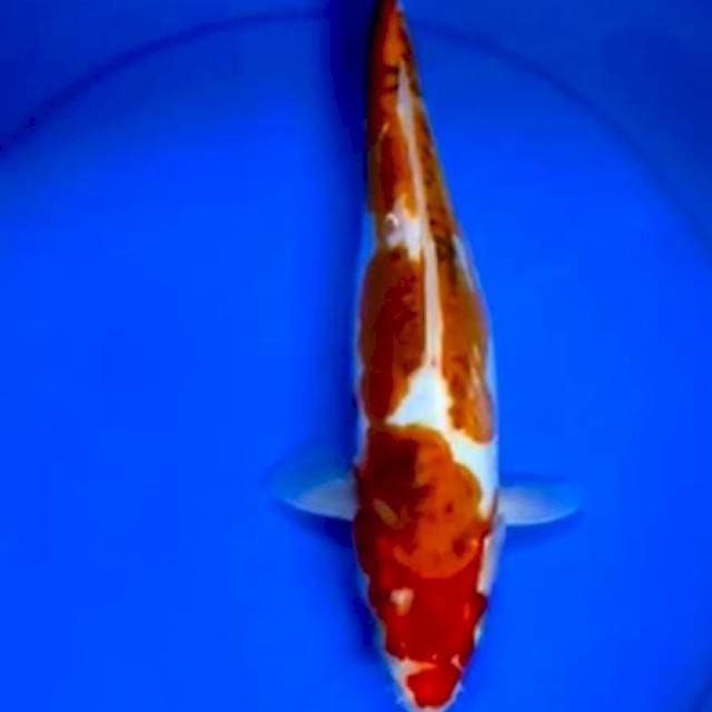Kiko 32cm