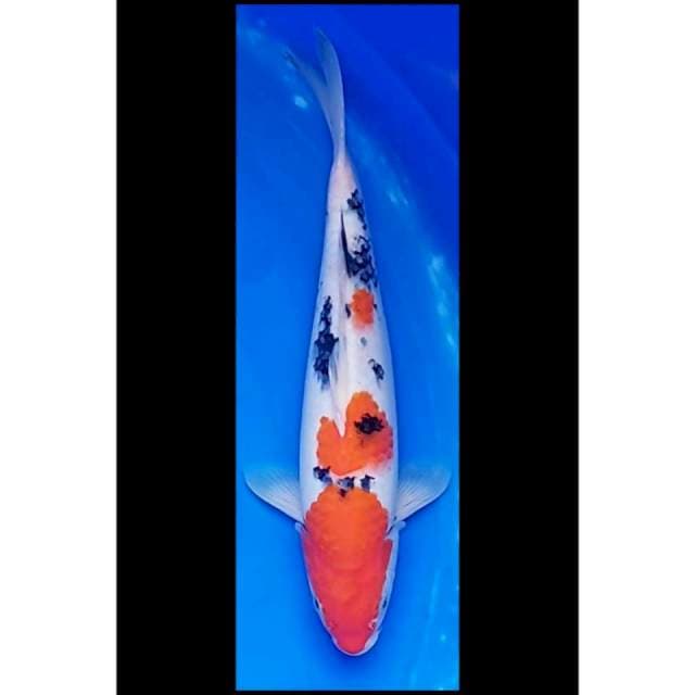 Original Sanke 36cm (F)