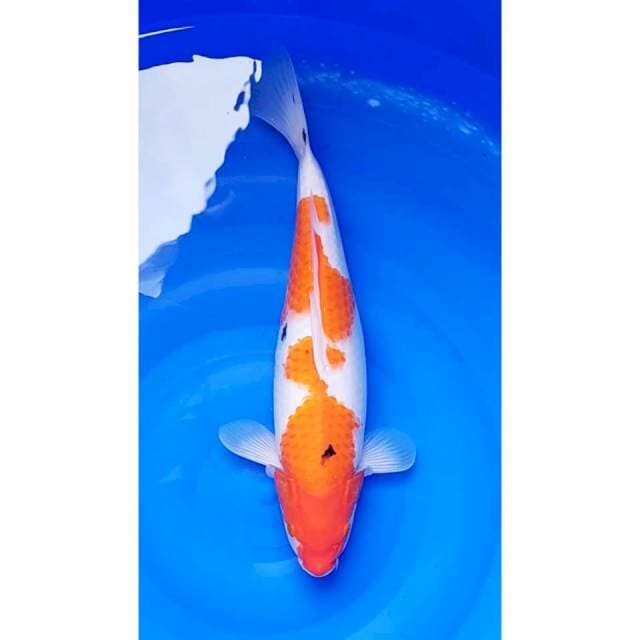 Jumbo Sanke Original 39cm (F)