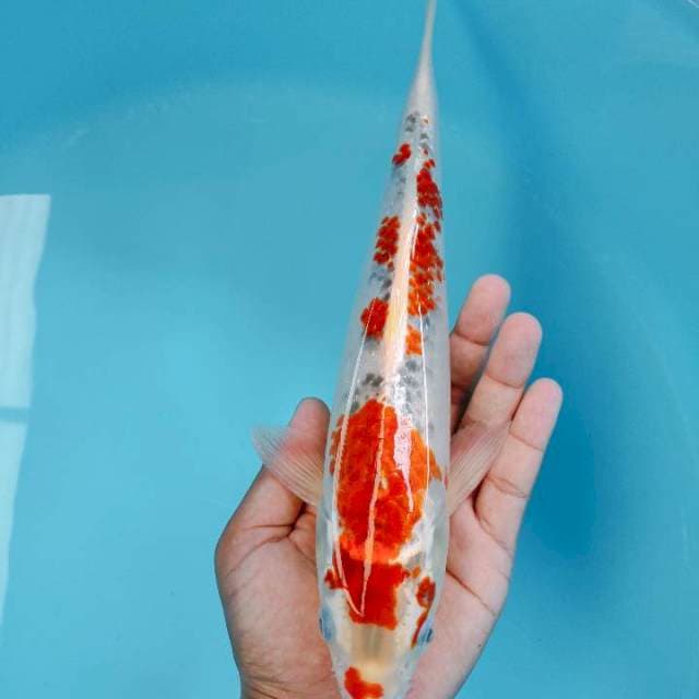 Goshiki 30cm
