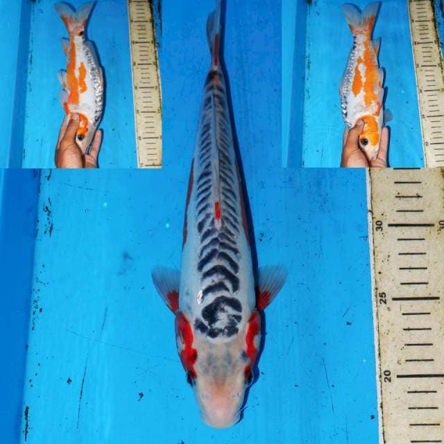 HANA SHUSUI ISTIMEWA