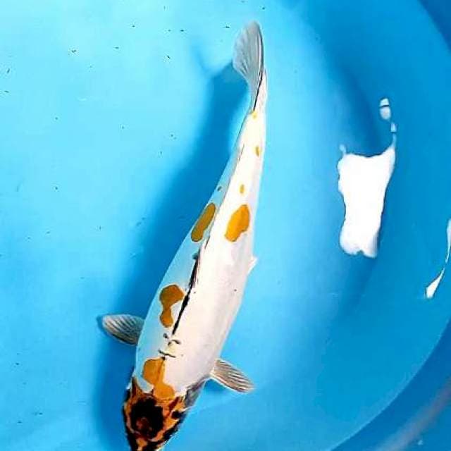 Yellow kiko 35 bu