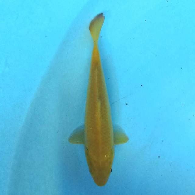 Karashi 16 cm