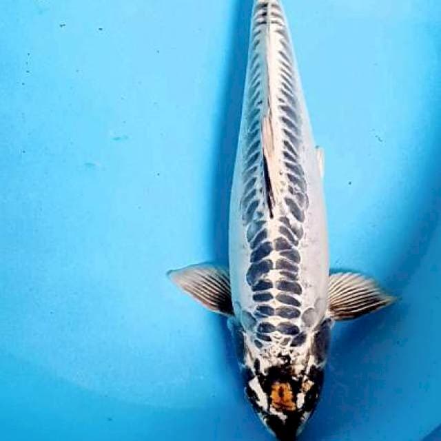 Antik tanco 35 cm