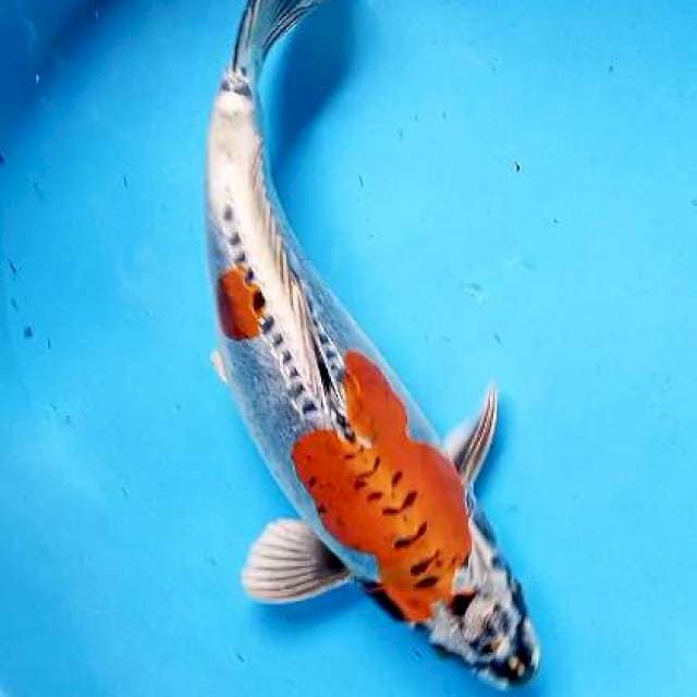 Kiko 35 cm