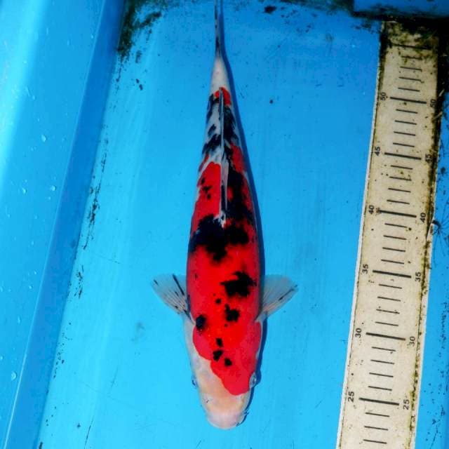 GAIYO SANKE 34cm