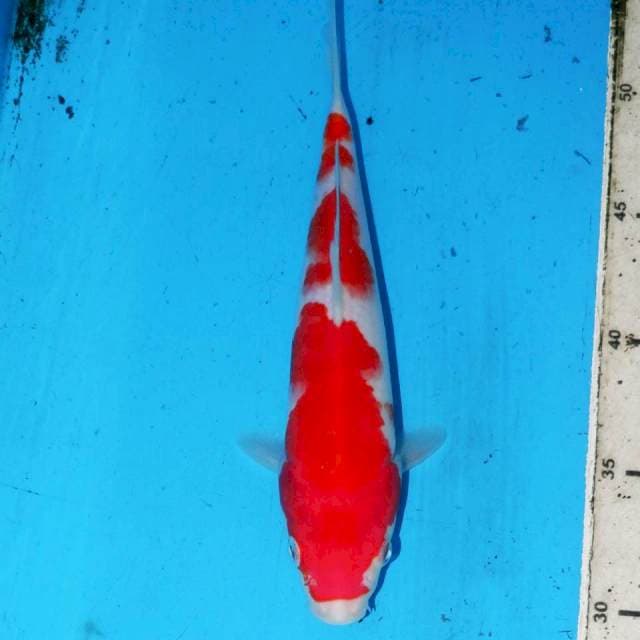 KOHINSHITSU KOHAKU