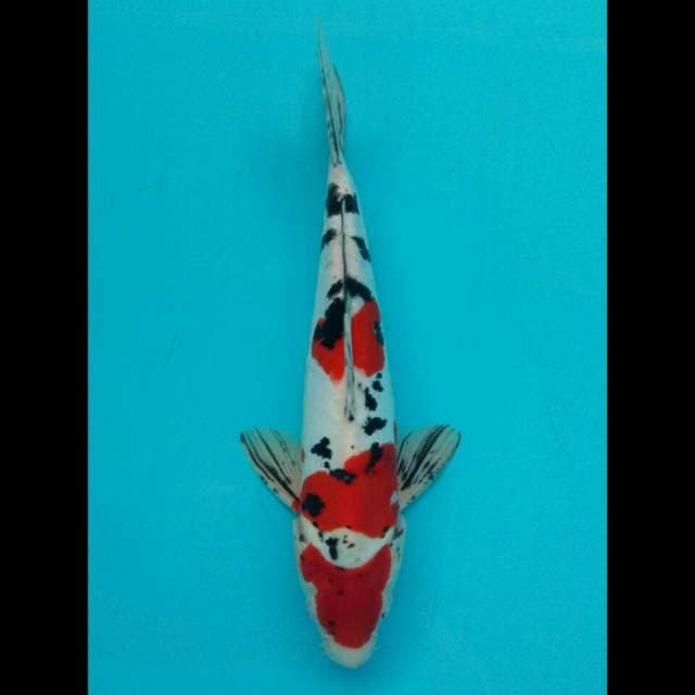 Sanke 35cm