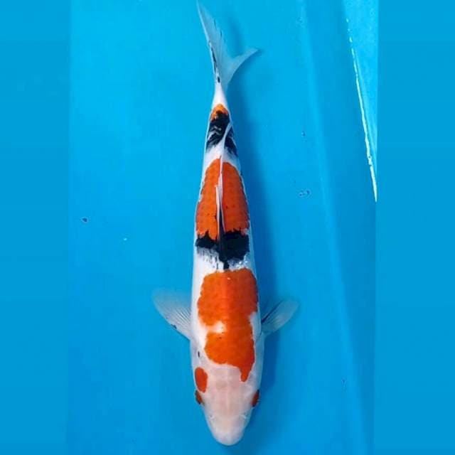 Sanke, 27 cm