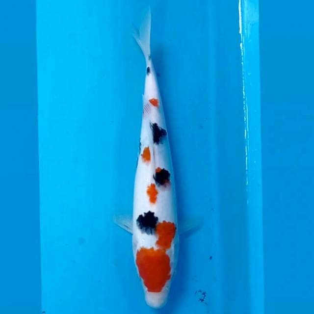 Sanke, 26 cm