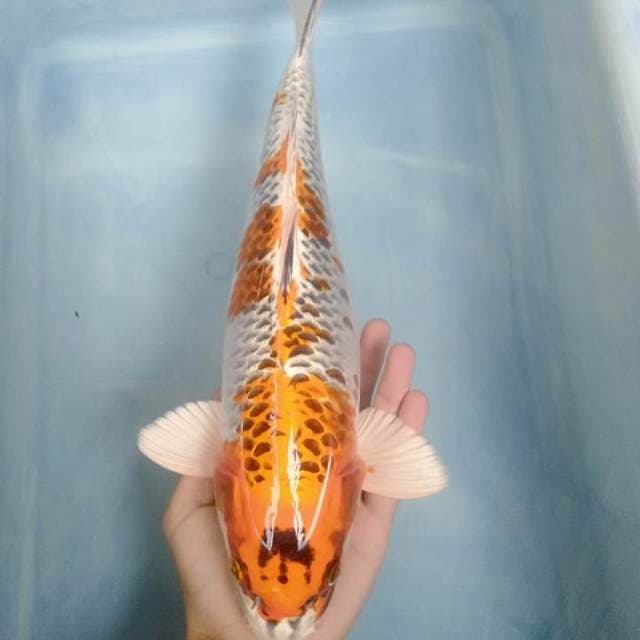Kujaku 34cm