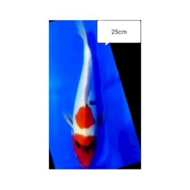 SOWA DOIT 25cm