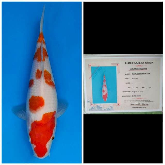 Maruboshi Kohaku Sakura