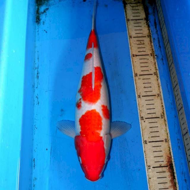 KOHAKU ISTIMEWA 39cm