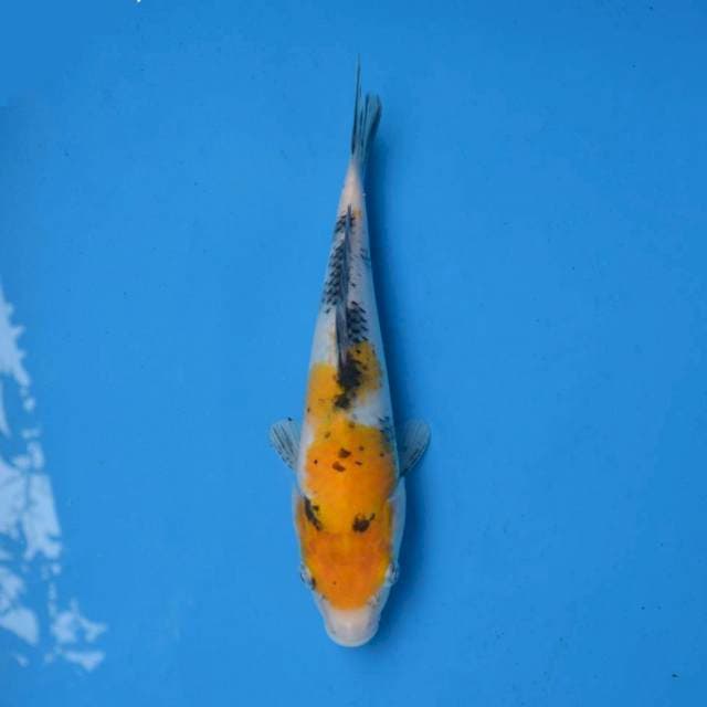 Yellow Sanke F1