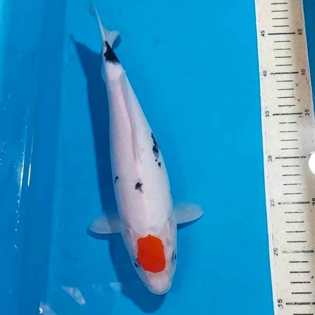 TANCHO SANKE 33 CM