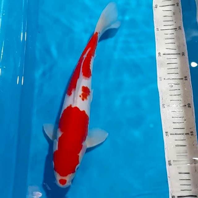 KOHAKU 32 CM