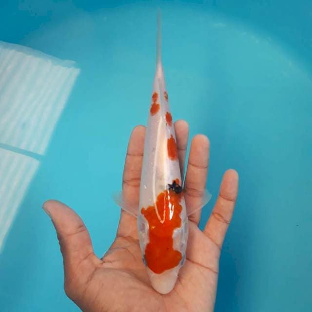 Showa Kindai 21cm
