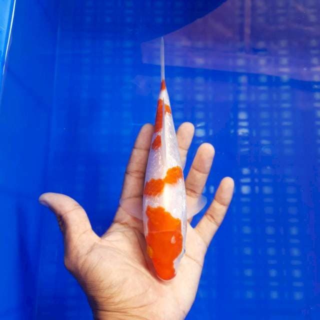 Kohaku Ginrin Ori 20cm
