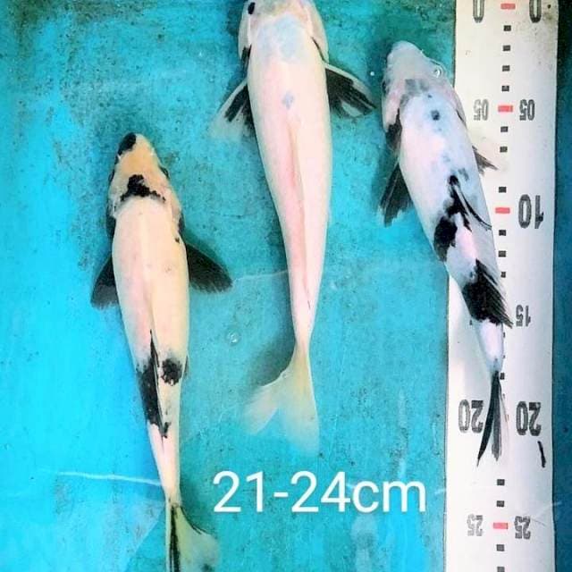 Shiro 21-24cm