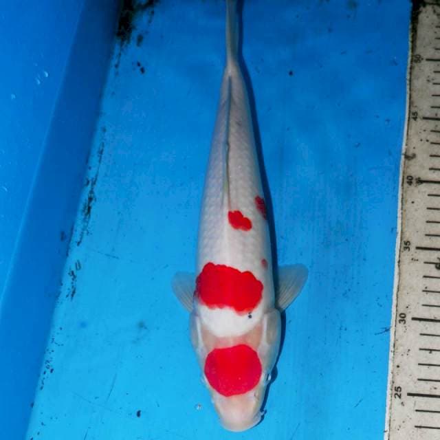 31cm KOHAKU BULAN