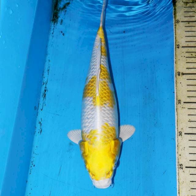 31cm SANDAN HARIWAKE BAGUS