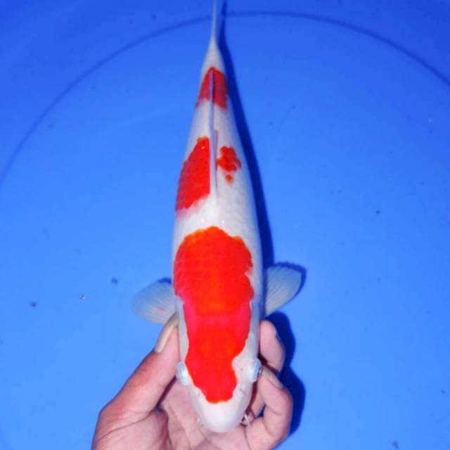 31cm ISTIMEWA KOHAKU