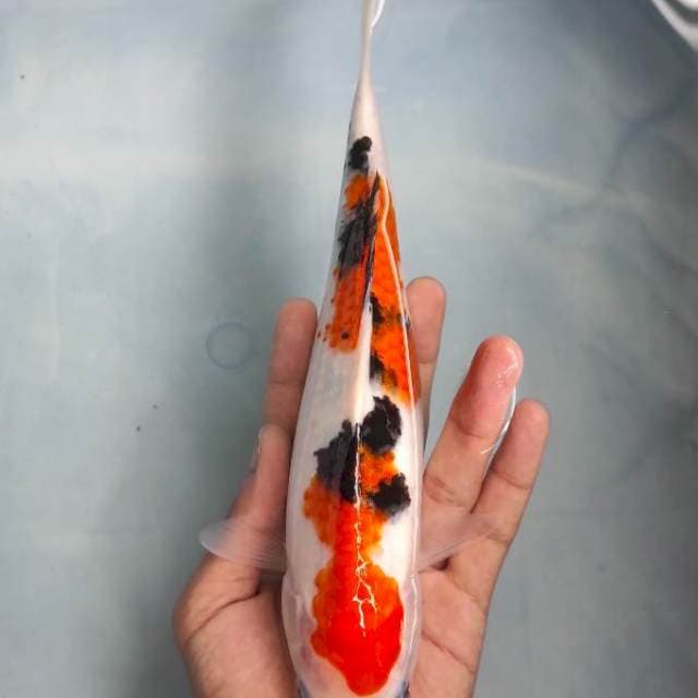 Sanke 25cm