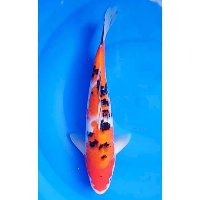 2Step Original Sanke 33cm (M)