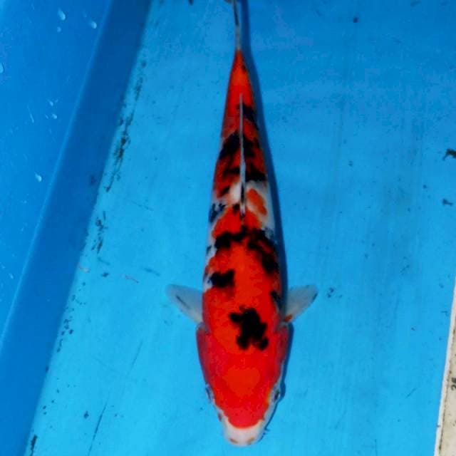 27CM SANKE OKE