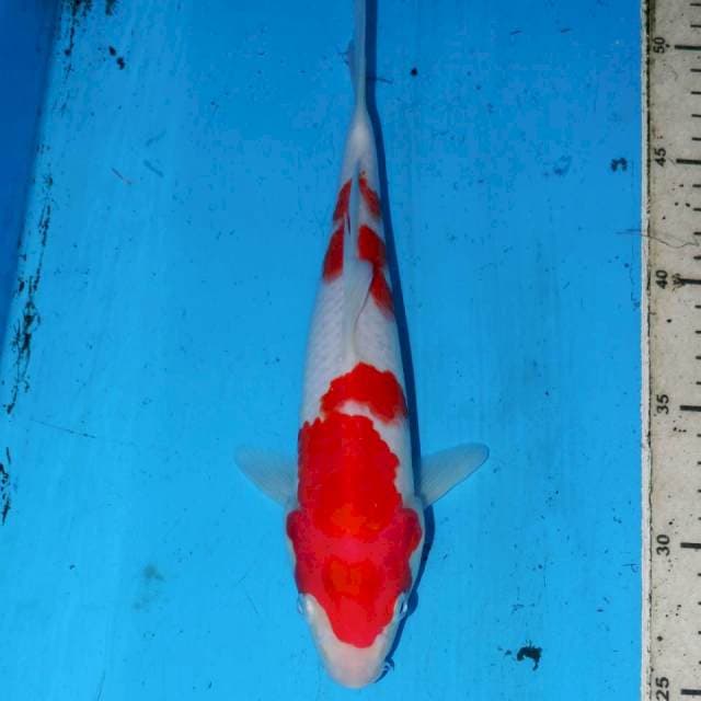 25CM KOHAKU 3STEP