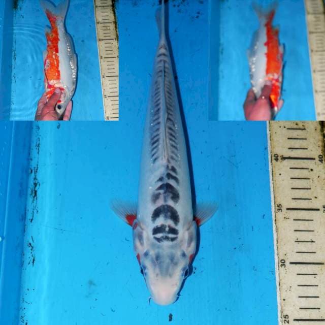 31CM SHUSUI ALUS