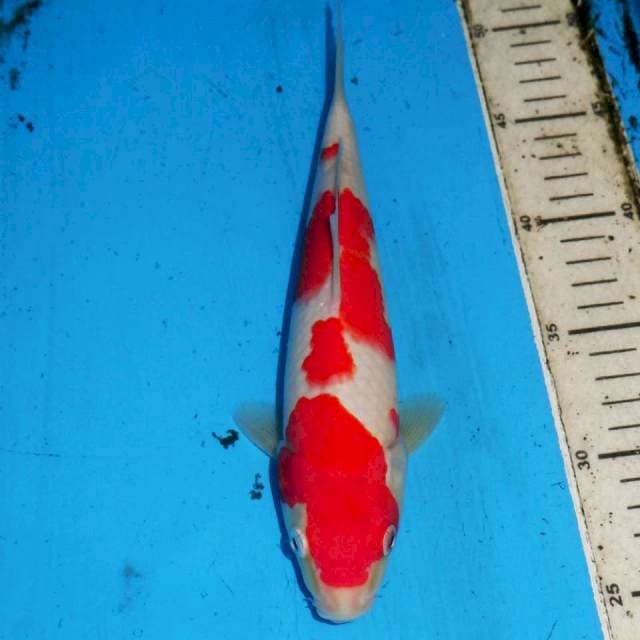 25CM KOHAKU