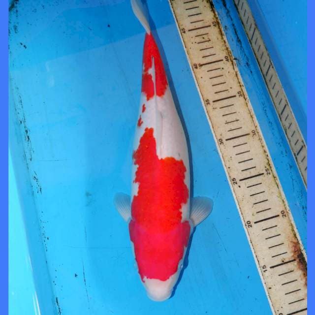 38CM KOHAKU BULKY