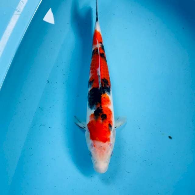 Sanke, 33 cm