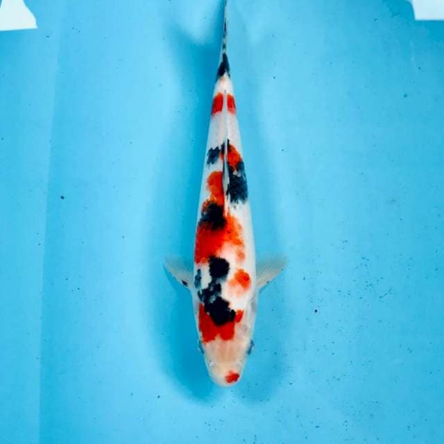 Sanke, 27 cm
