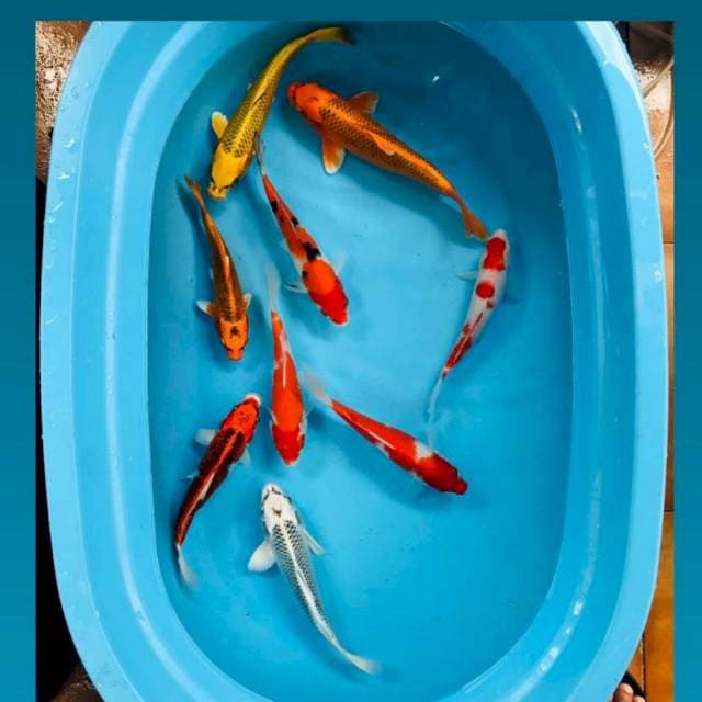 Mix 22-27 cm