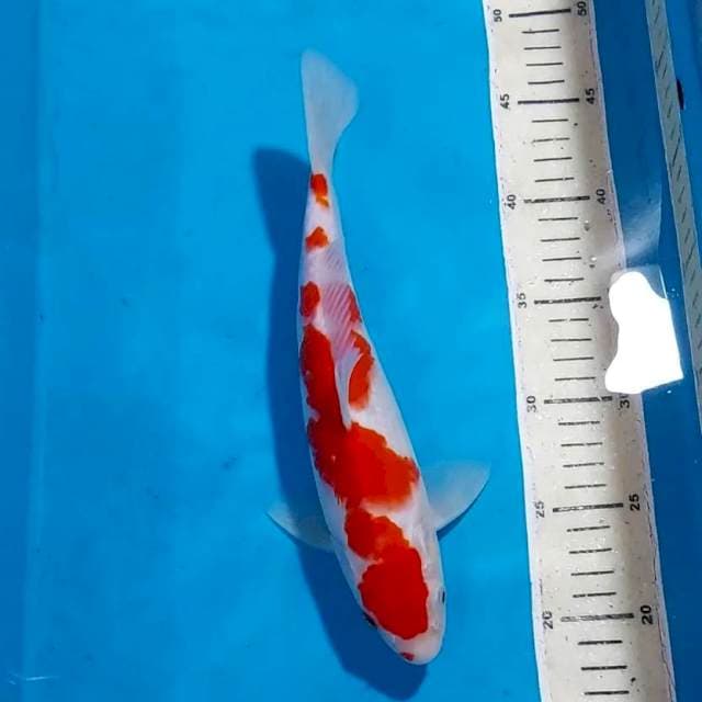 INAZUMA KOHAKU 28 CM