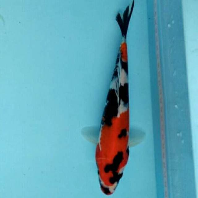 showa shansoku